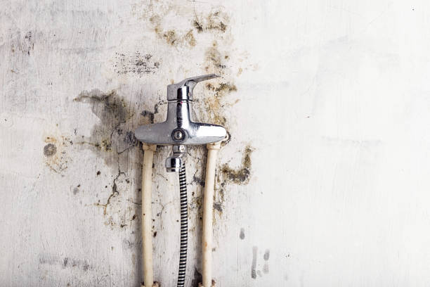 Best Residential Mold Remediation in Brookfield, MO