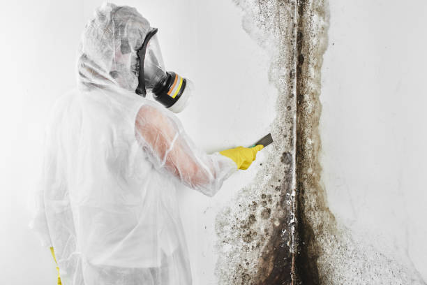 Best Post-Flood Mold Remediation in Brookfield, MO