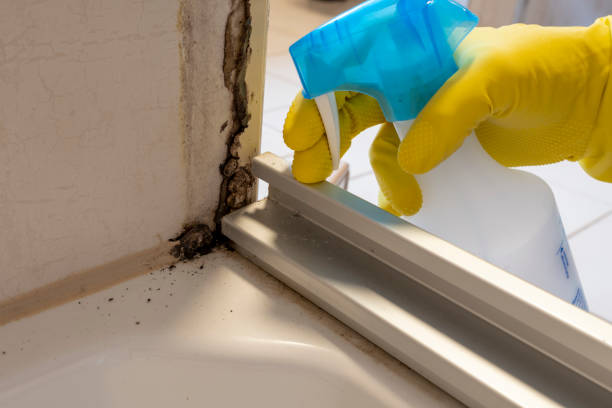 Best Residential Mold Remediation in Brookfield, MO