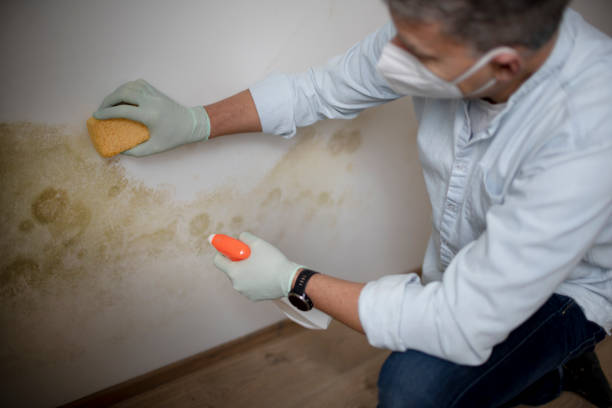 Best Basement Mold Remediation in Brookfield, MO