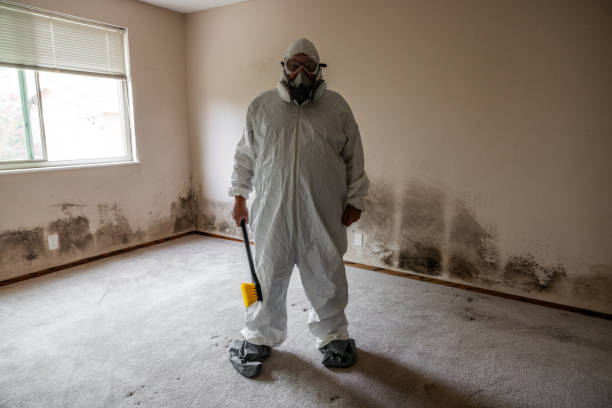 Reliable Brookfield, MO Mold Remediation Solutions