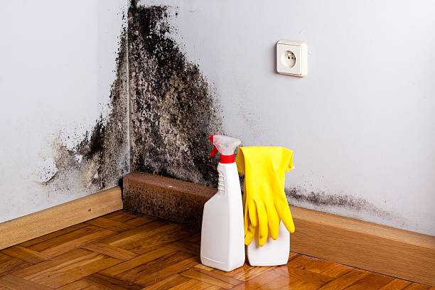 Best White Mold Remediation in Brookfield, MO