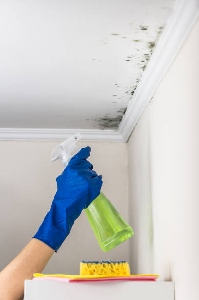 Best Commercial Mold Remediation in Brookfield, MO