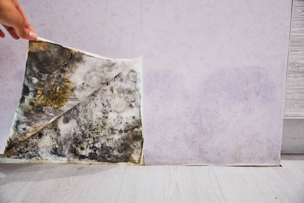 Professional Mold Remediation in Brookfield, MO